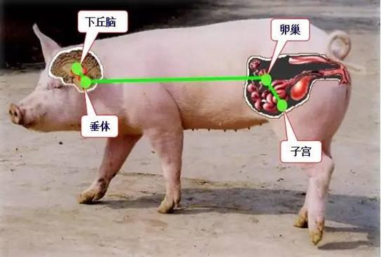 防治措施:母猪卵巢囊肿的防止1,削减应激的发作.