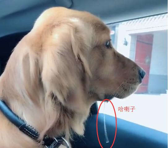 金毛的哈喇子流了一车,食物的诱惑力