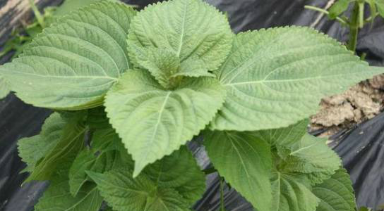 农村这无人问津的苏子叶,不仅能用来调味,还能解鱼虾蟹的毒