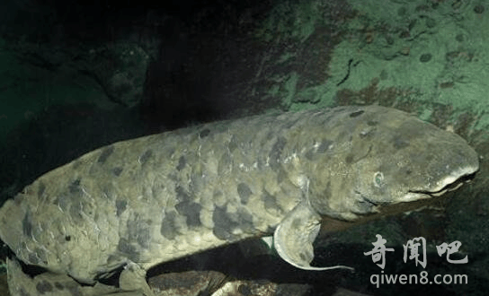 陆上战列舰海中巨无霸含肺鱼