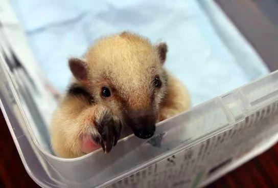 又会卖萌又会武功萌物食蚁兽宝宝可爱到爆