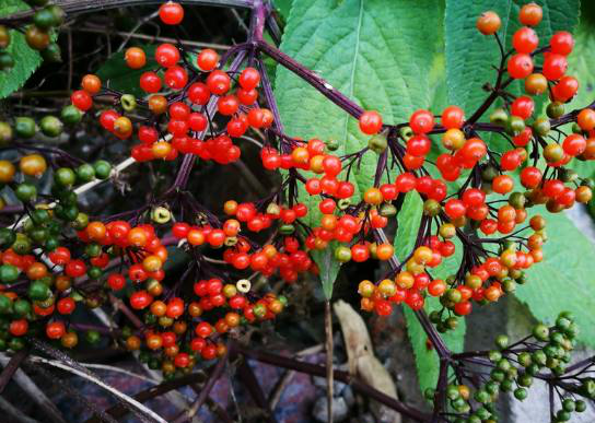 草为忍冬科,接骨木属多年生草本植物,别名为接骨草,陆英,蒴藋,排风藤