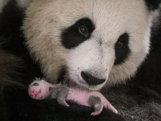 法国出生的熊猫宝宝五个月了,终于是有点熊样了啊!
