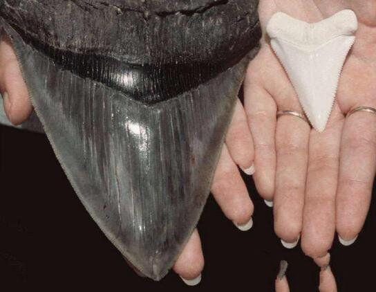 世界上最长的牙图片