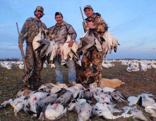 加拿大最嚣张的动物四处横行霸道当地猎杀控制演变成发家致富