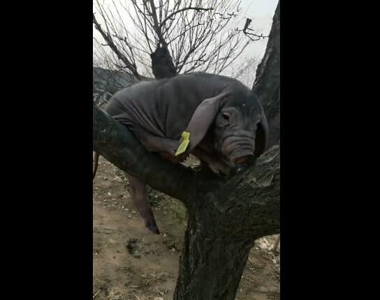 母猪会上树是种啥体验?摆拍的这些人可真会玩|母猪|黑色|男人_新浪新闻