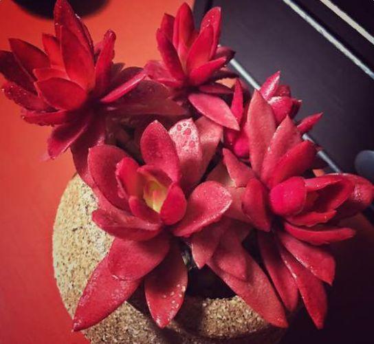 这7种红色多肉让你红红火火过新年2018开门红