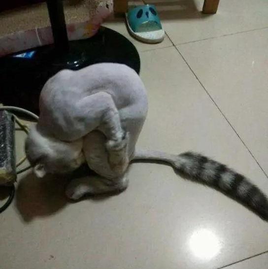 这位网友带着猫咪去剪毛,猫咪回到家看看自己的新造型.