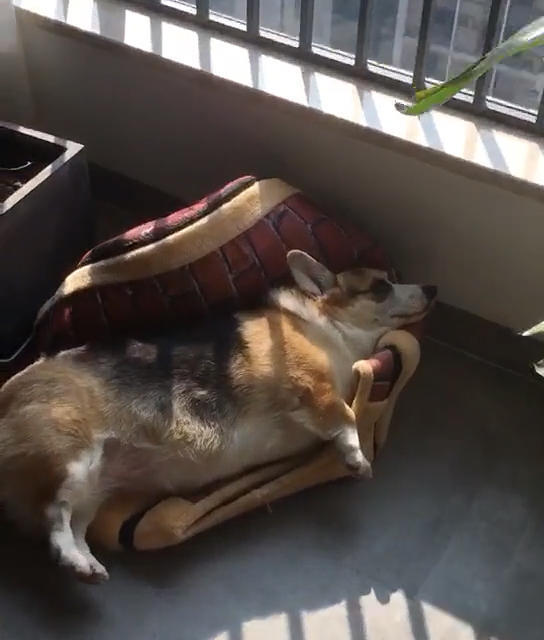 柯基躺在狗窝上睡觉,主人总觉得不对劲,抱起狗一看,憋不住笑喷