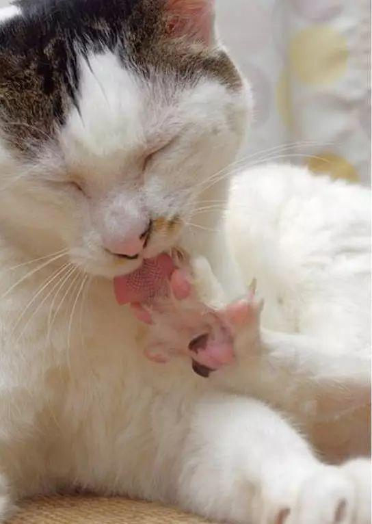 记得那只丑萌的猫咪羊羹君吗?也变成小天使回喵星了