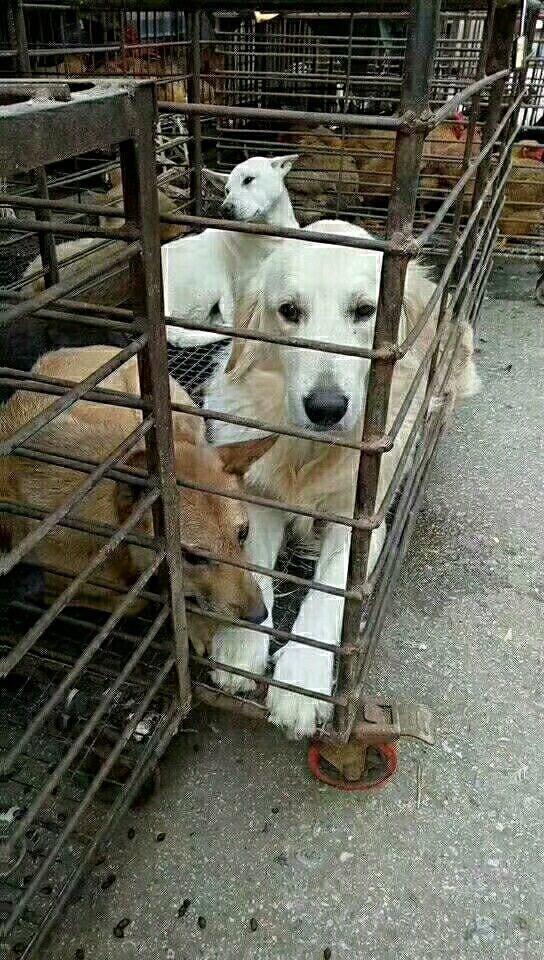 网友赶集时看中一条狗,嫌贵没买,狗贩子说了一句话,他立马掏钱