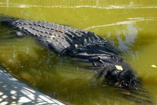 地球上体型最大的巨型鳄鱼,长6.4米重1吨多,菲村民们将其捕获