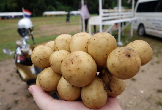 白色的莲雾吃过吗?龙宫果又是啥?泰国竟然有