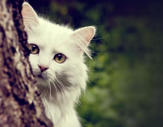 全球最萌萌哒的9种宠物猫,你养的宠物猫会卖萌吗?