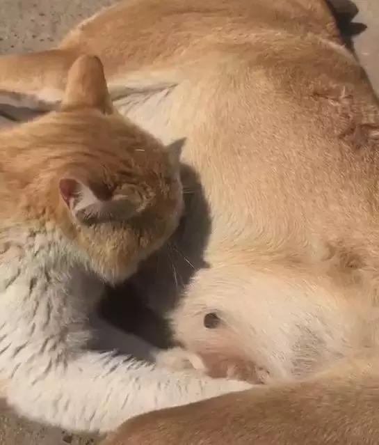 猫咪依赖狗狗把它当妈妈,躺怀里撒娇当宝宝主人看懵