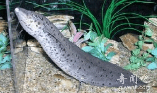 陆上战列舰海中巨无霸含肺鱼