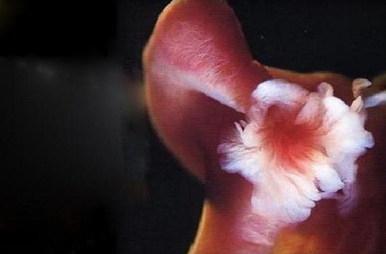 你知道精子进入女性身体内,都会经历了什么?你一定要知道