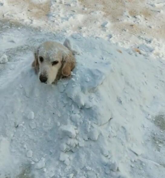 狗狗被主人埋雪堆里,满脸生无可恋,露头像个狗雪坟!