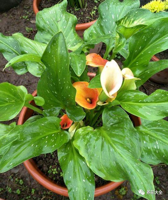 2,马蹄莲生长期大概10天施1次复合肥颗粒,春季开始每个月