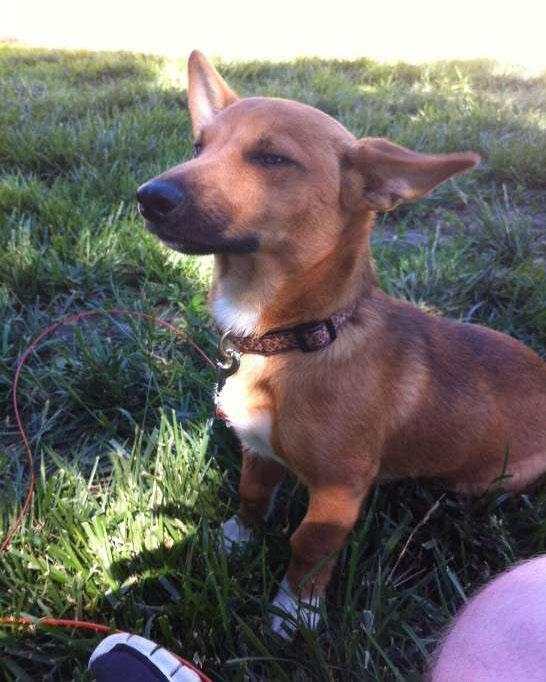 腊肠犬 拉布拉多腊肠犬 约克夏腊肠犬 柴犬腊肠犬 西施腊肠犬 吉娃娃