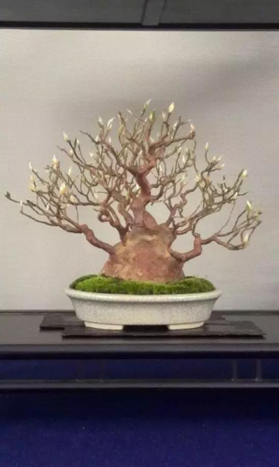 玩盆景能体味到朝饮木兰之坠露的雅趣吗