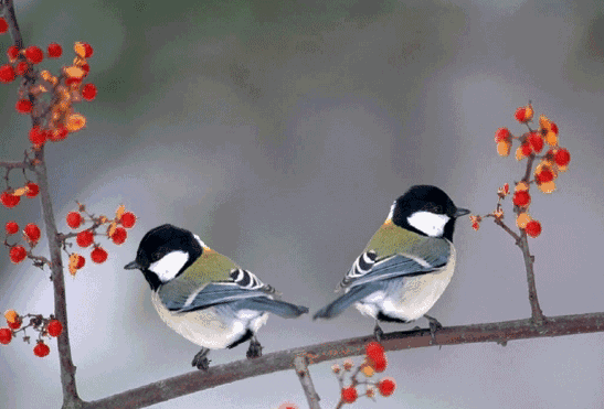 547_371gif 动态图 动图