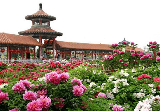 菏澤市著名的景點|鄆城|菏澤市|牡丹_新浪新聞