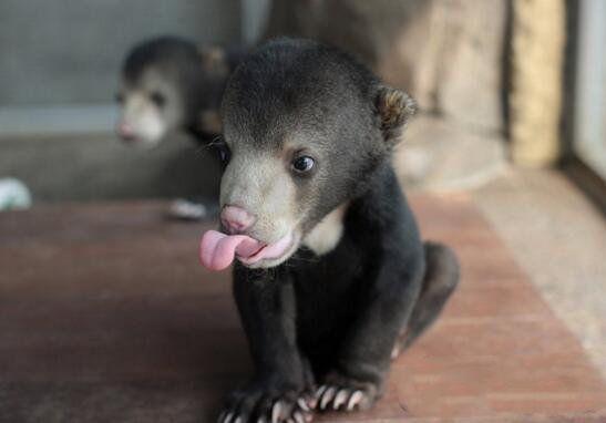 偶尔运气不错,马来熊也会捕捉一些小型啮齿类动物,鸟类和蜥蜴等打打