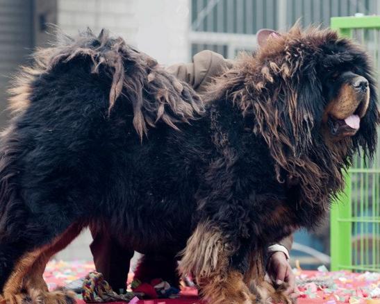 犬种百科之藏獒
