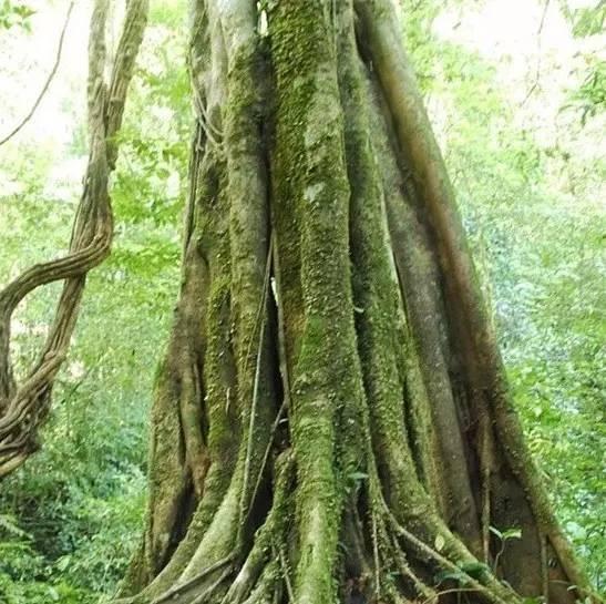 之一,因它长得挺拔笔直,高达七八十米,如利剑般直刺蓝天,有"林中巨人"