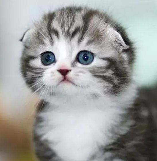 最萌猫咪排行榜:苏格兰折耳猫|苏格兰|折耳猫|猫咪_新浪新闻