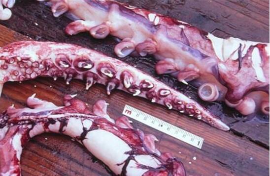 地球上最大的乌贼,堪称现实版北海巨妖,深海中的恐怖怪兽