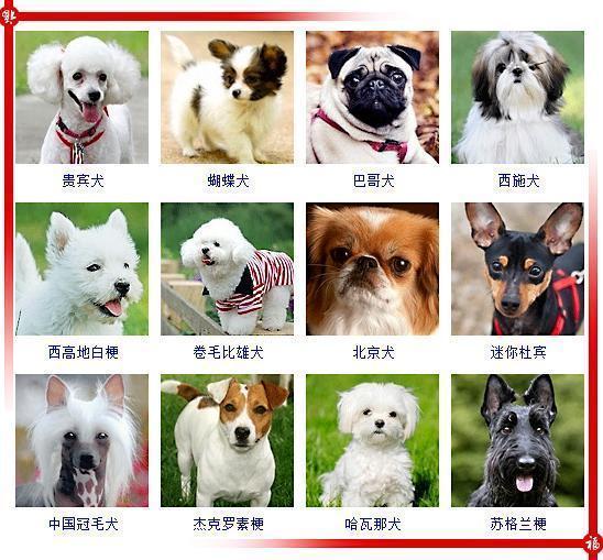 狗狗分类名字图片