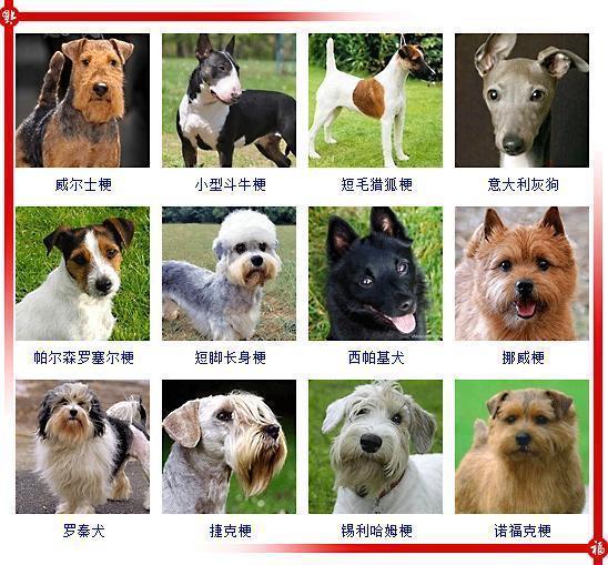 后你能认出几种, 认出50种以上才敢称行家|狗狗|田园|品种_新浪新闻