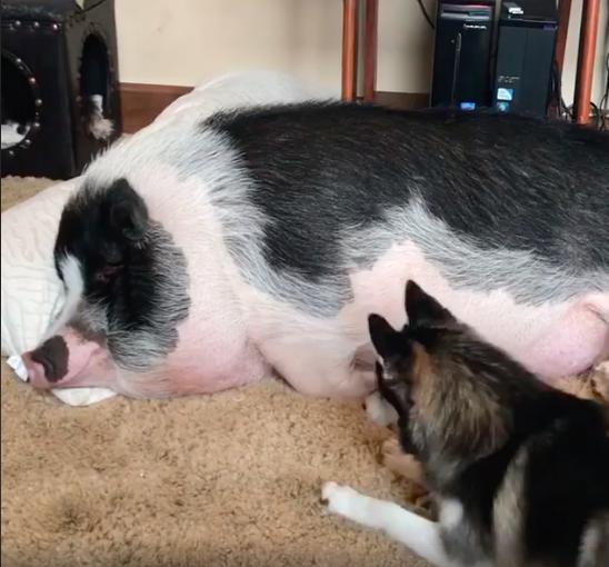 大猪公赖床叫不醒最后二哈使出的招数网友吓傻太强啦