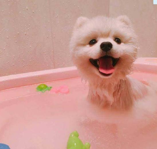 主人家一只爱洗澡的博美,可爱呆萌,网友:见到水就兴奋啊|博美|狗狗