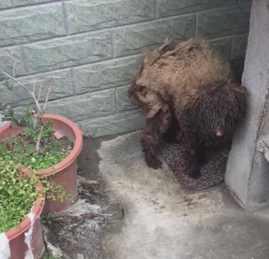 泰迪被铁链拴角落,毛发脏到结块,最惨的泰迪!