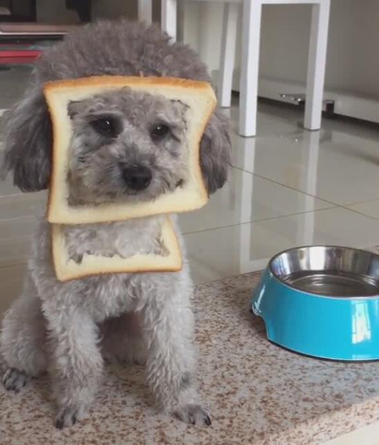 主人拿面包挂狗头,弄到口水都出来,永远吃不到!