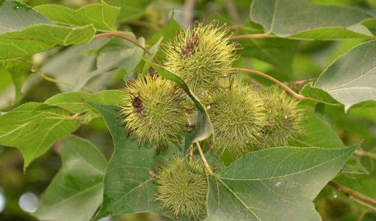 你见过没,中医说它对治疗痛经有奇效|痛经|路路通|金缕梅_新浪新闻