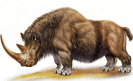 长毛犀它们的样子与现在的麋鹿非常相似,但是体积却大了很多,特别是两