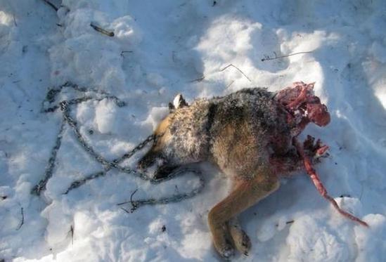 深夜两条德牧狂叫,主人并未在意,第二天早起时他吓得瘫倒在地