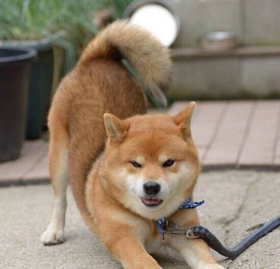 岛国一只叫ryuji的柴犬总爱露出霸道总裁式的邪魅狂狷笑容