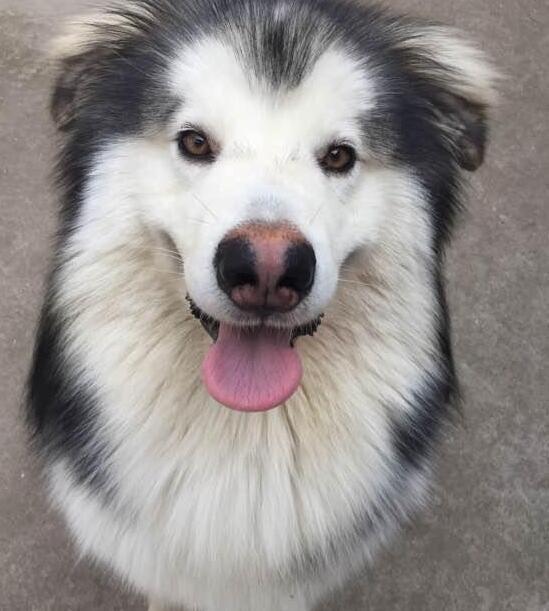 1500就买到了品种稀罕的折耳阿拉,可朋友看到后都说我蠢!