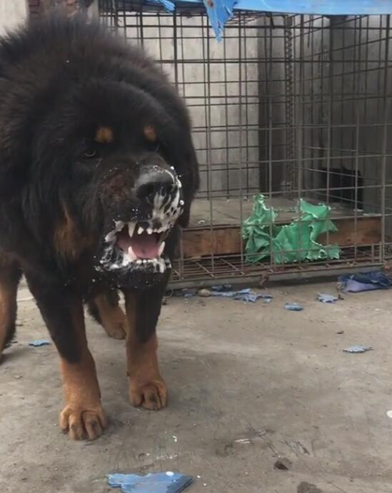 看着这块大肥肉,藏獒的口水都飚了一地了,看来十分的想吃肉,只是主人