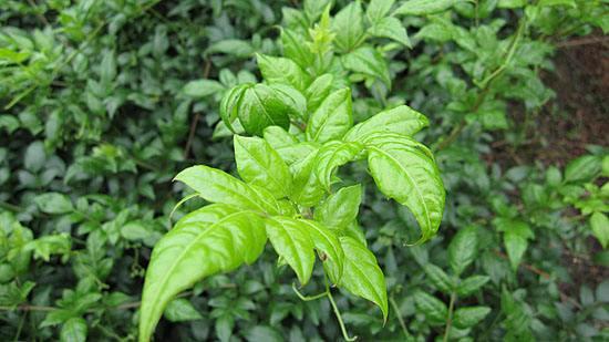 慢性咽炎难根治?教你一个经验方,90%有效,做法很简单!