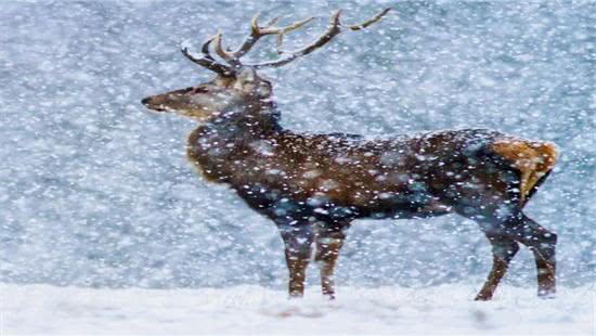 摄影师拍下双头鹿,得知原因令人唏嘘!