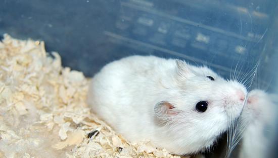 一线仓鼠与三线仓鼠的6大区别有哪些?