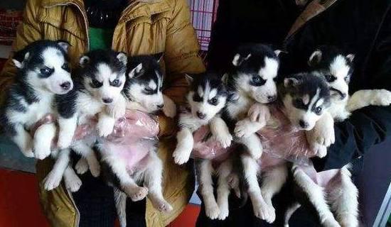 二哈怀孕生了8只小奶狗,主人一看崩溃:日子不过了