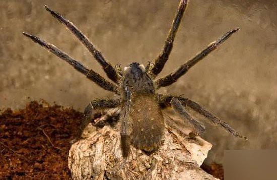 【漏斗形蜘蛛】每种刺客虫都有,攻击力极强的口器,它会刺穿猎物,然后