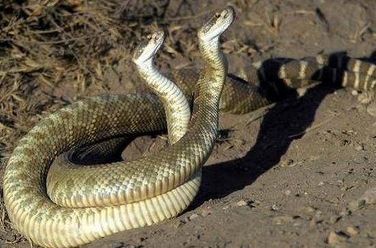 广州男子新婚夜床底突然蹿出条蛇,险死复活后,他怒骂新娘不是人